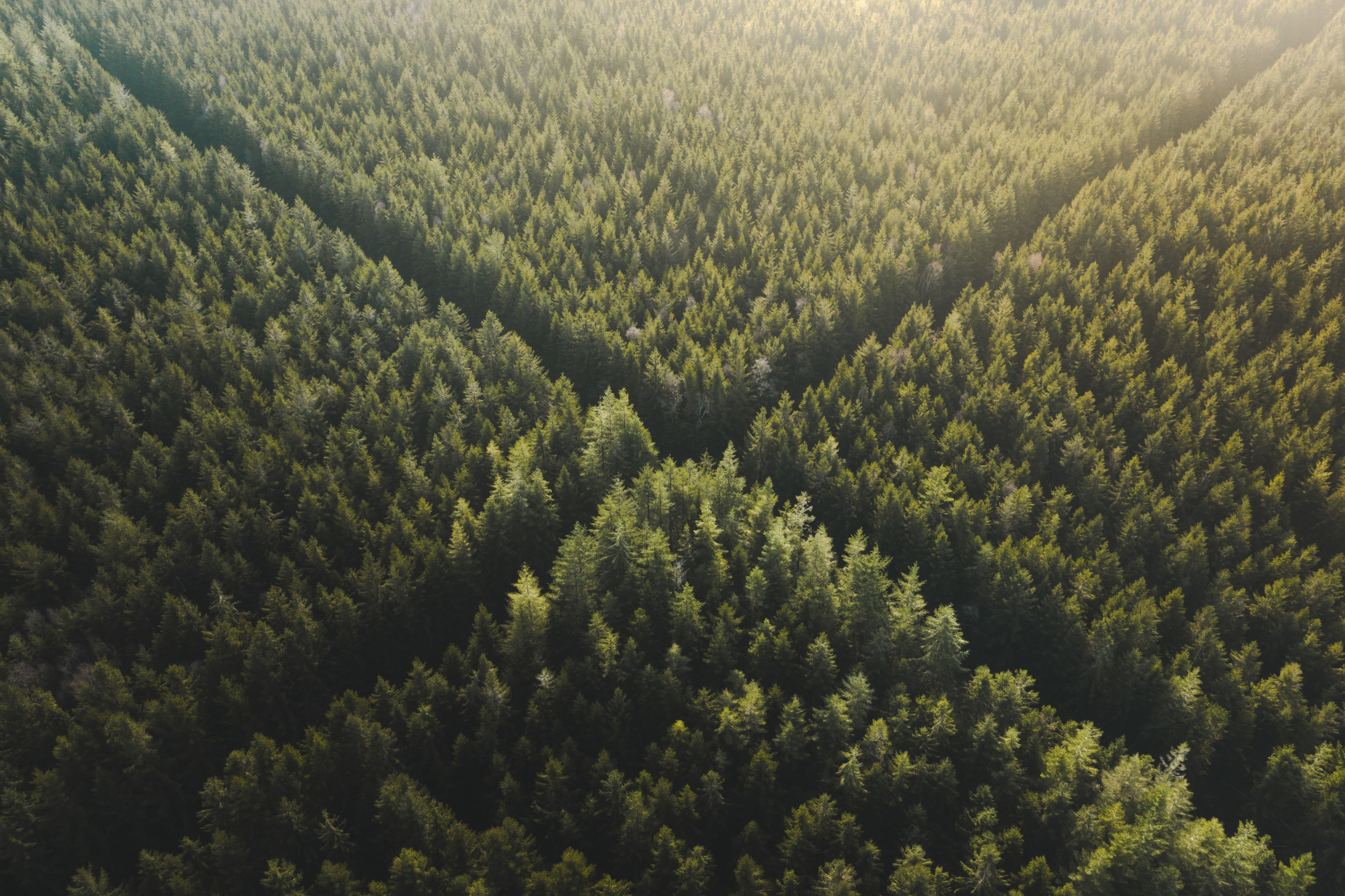 An aerial view of a dense forest with a clear valley.