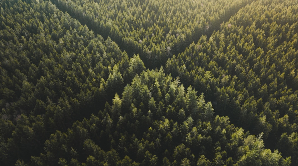 An aerial view of a dense forest with a clear valley.