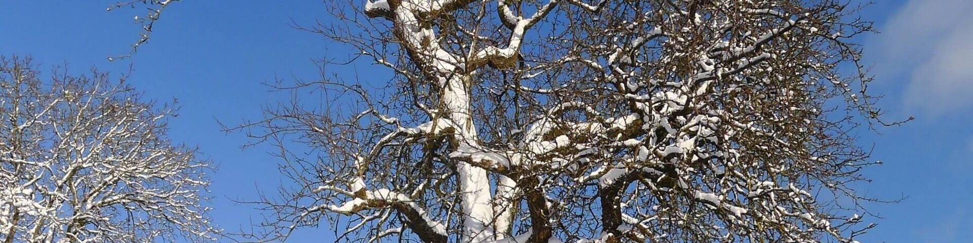 Pear tree in garden of vacation home Gite à l’ombre du vieux poirier,
This old lady provides us every summer with a great harvest!