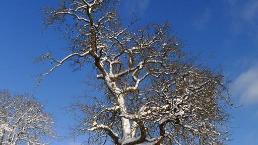 Pear tree in garden of vacation home Gite à l’ombre du vieux poirier,
This old lady provides us every summer with a great harvest!