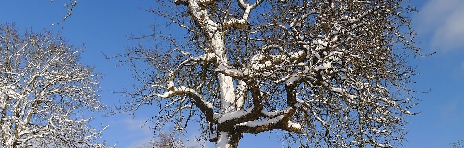 Pear tree in garden of vacation home Gite à l’ombre du vieux poirier,
This old lady provides us every summer with a great harvest!