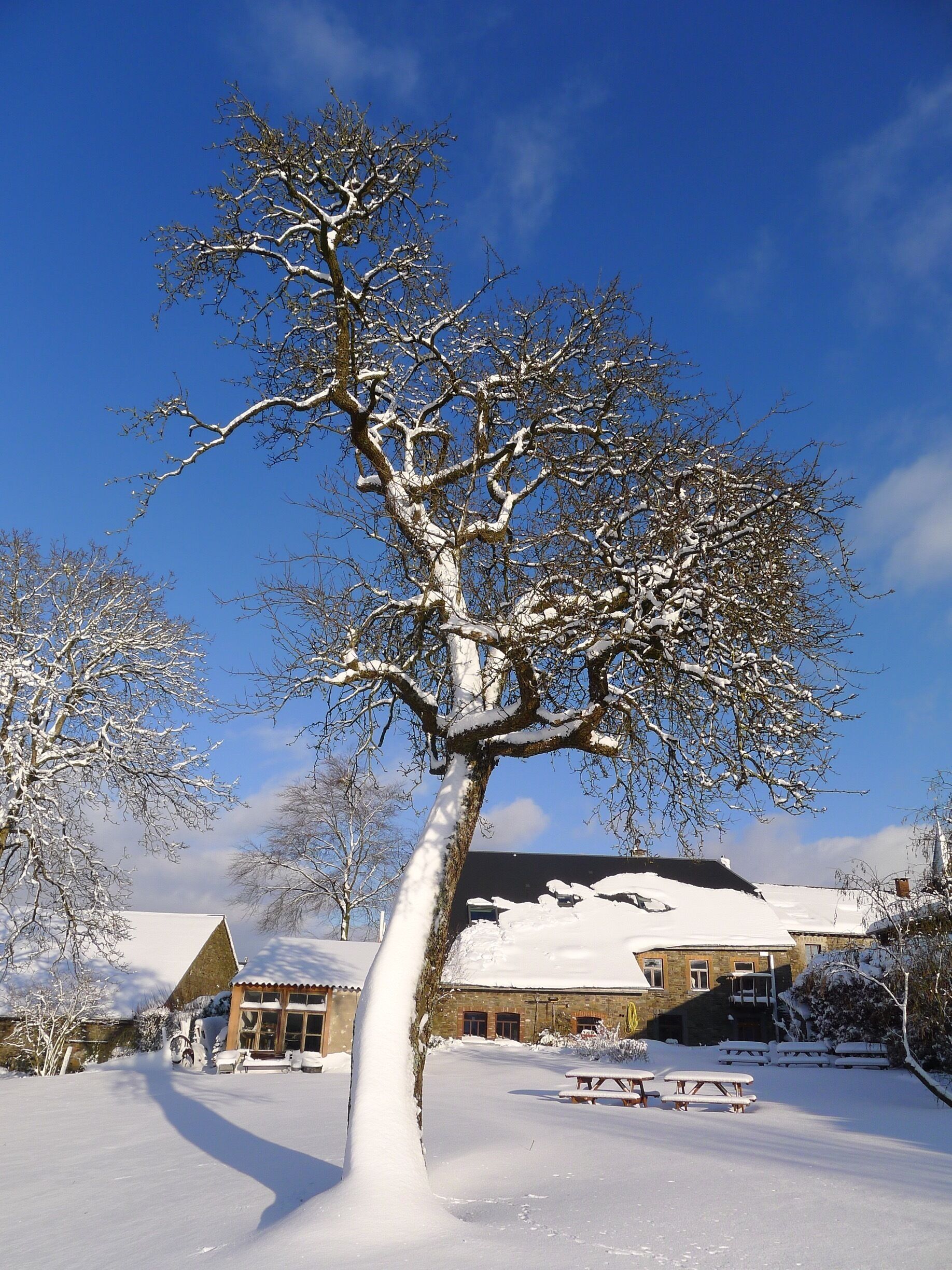 A snow-covered landscape with a large tree in the foreground and a building with a sloped roof in the background.