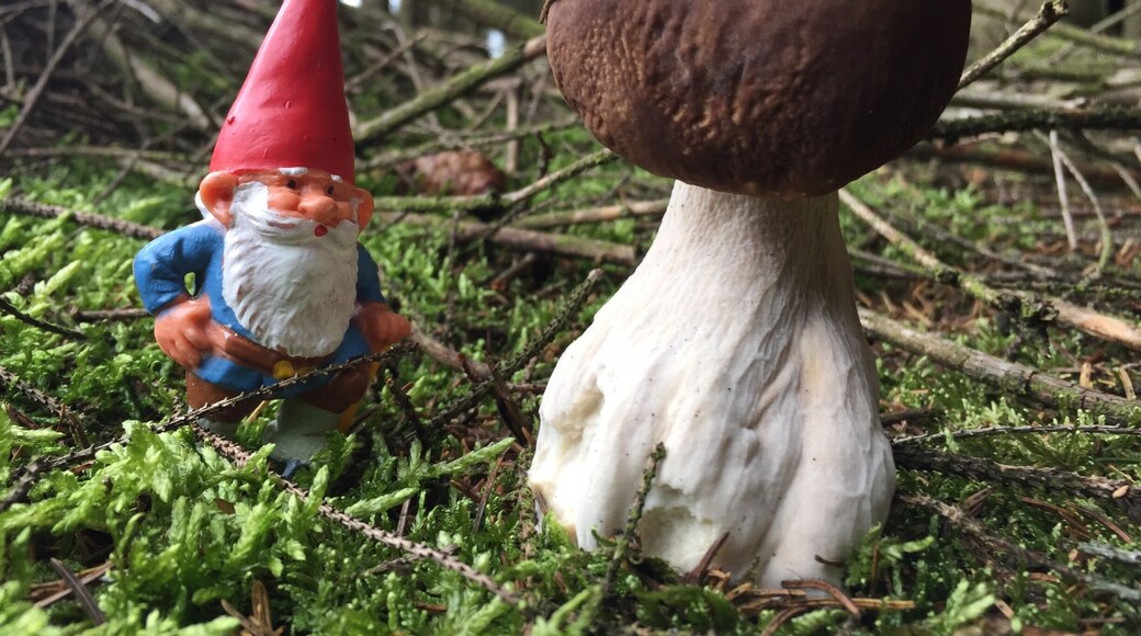 Having fun with David de boskabouter (the gnome) in Malempré!