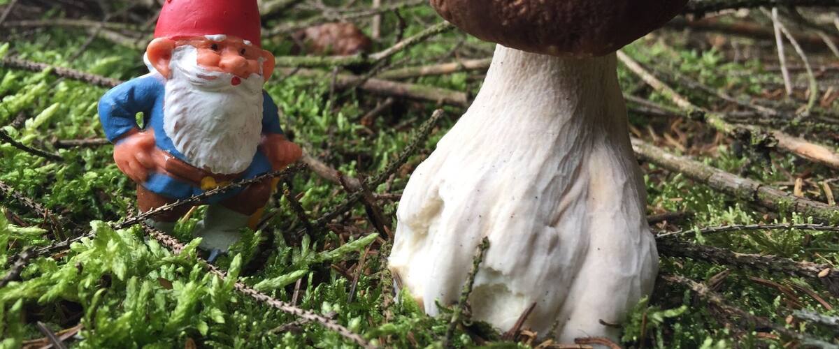 A gnome figurine and a mushroom in a forest setting.