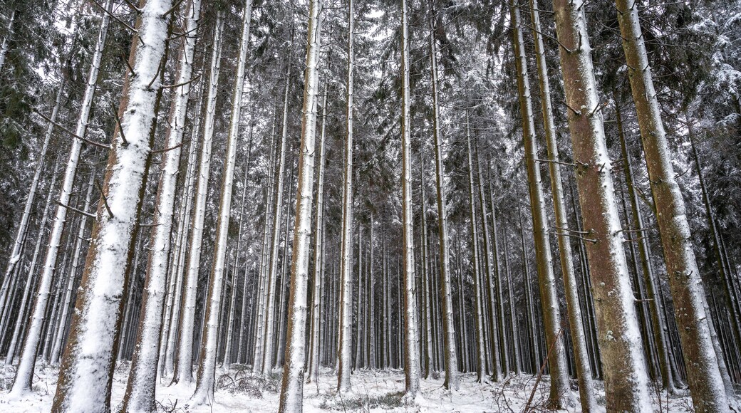 A dense forest with tall trees covered in snow.