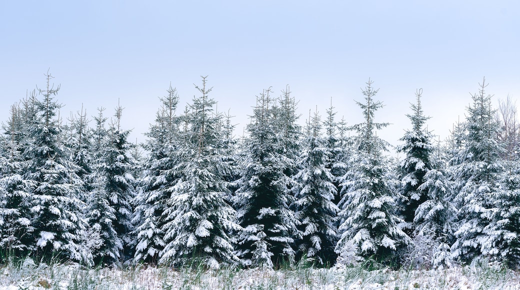A dense forest of snow-covered evergreen trees under a clear sky.