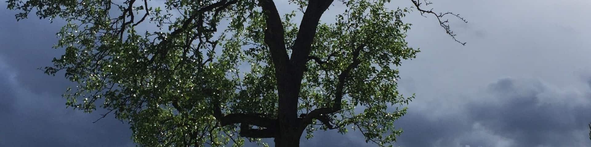 A large tree in a grassy field with a cloudy sky in the background.
