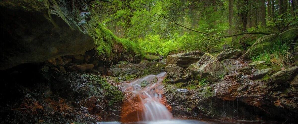 A forest stream with rocks and moss.