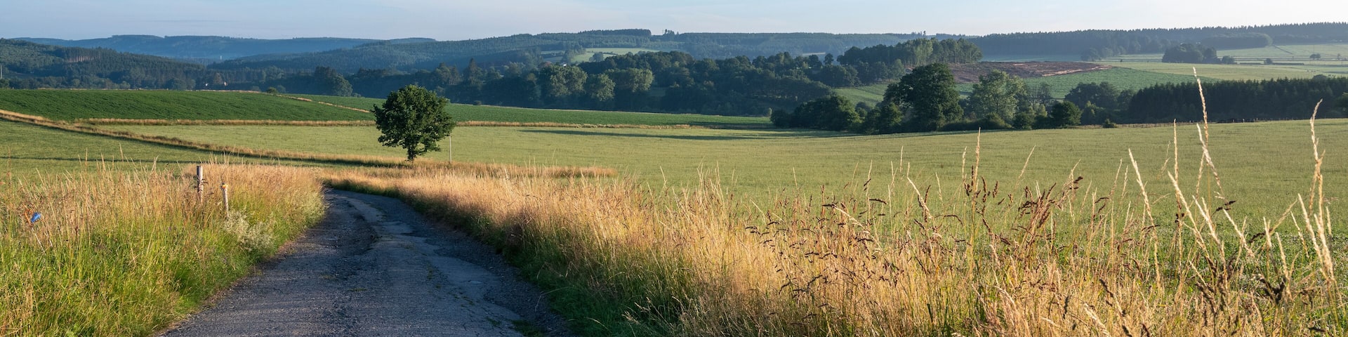 fields and forests in countryside landscape of belgian hautes fagnes