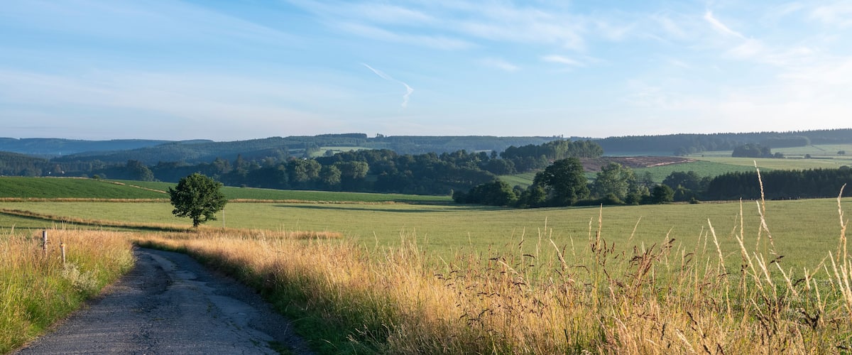 A rural landscape with a dirt path, green fields, and a tree in the foreground.