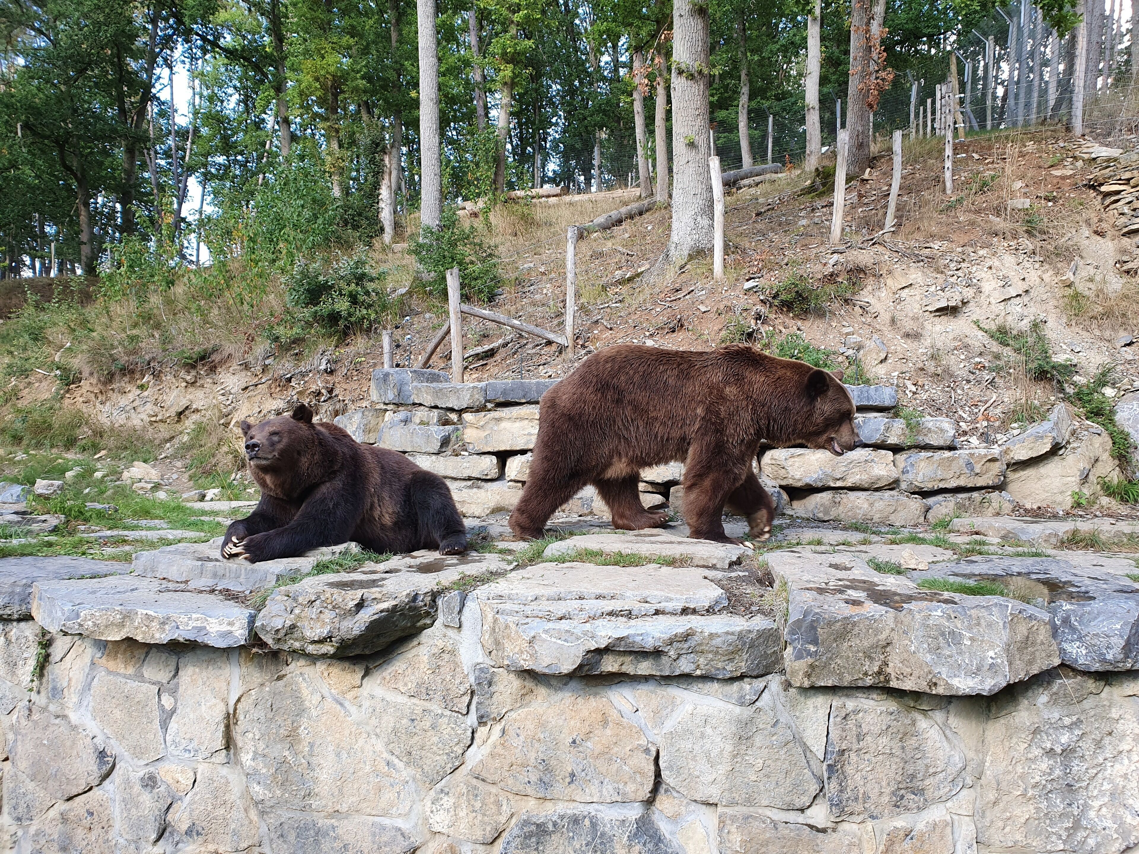 Majestic brown bear up close ... just look at their claws ....  you don't want to run into them in the woods!
