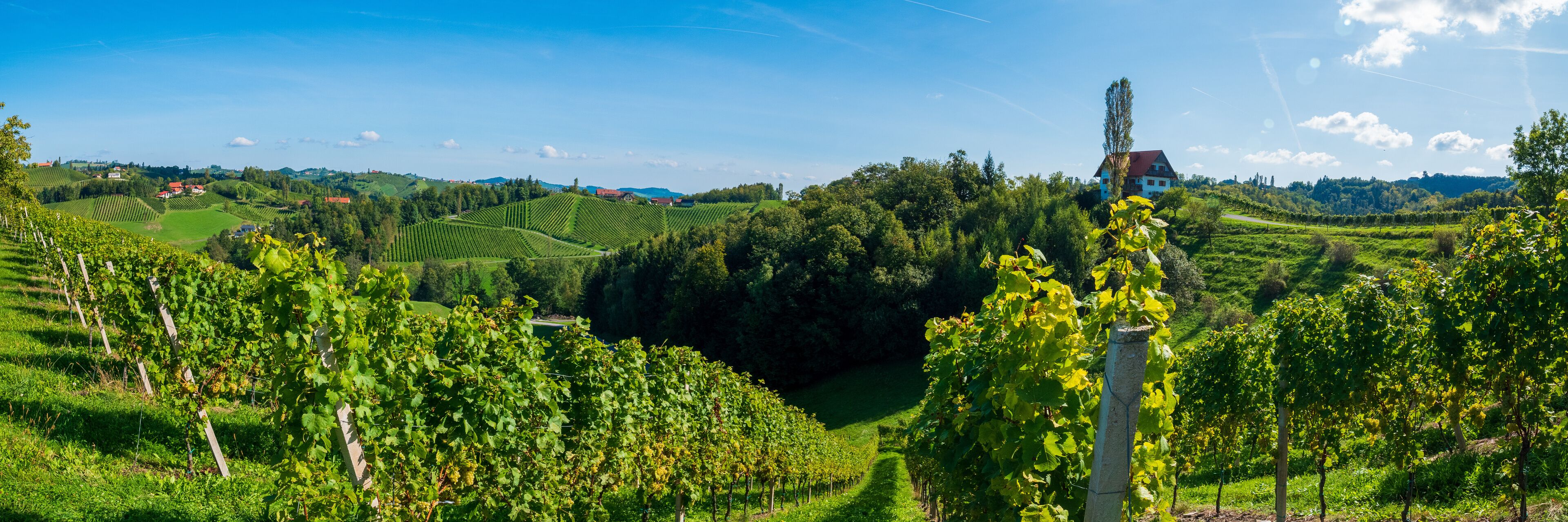 Weinberge in der Südsteiermark, Österreich, im Spätsommer