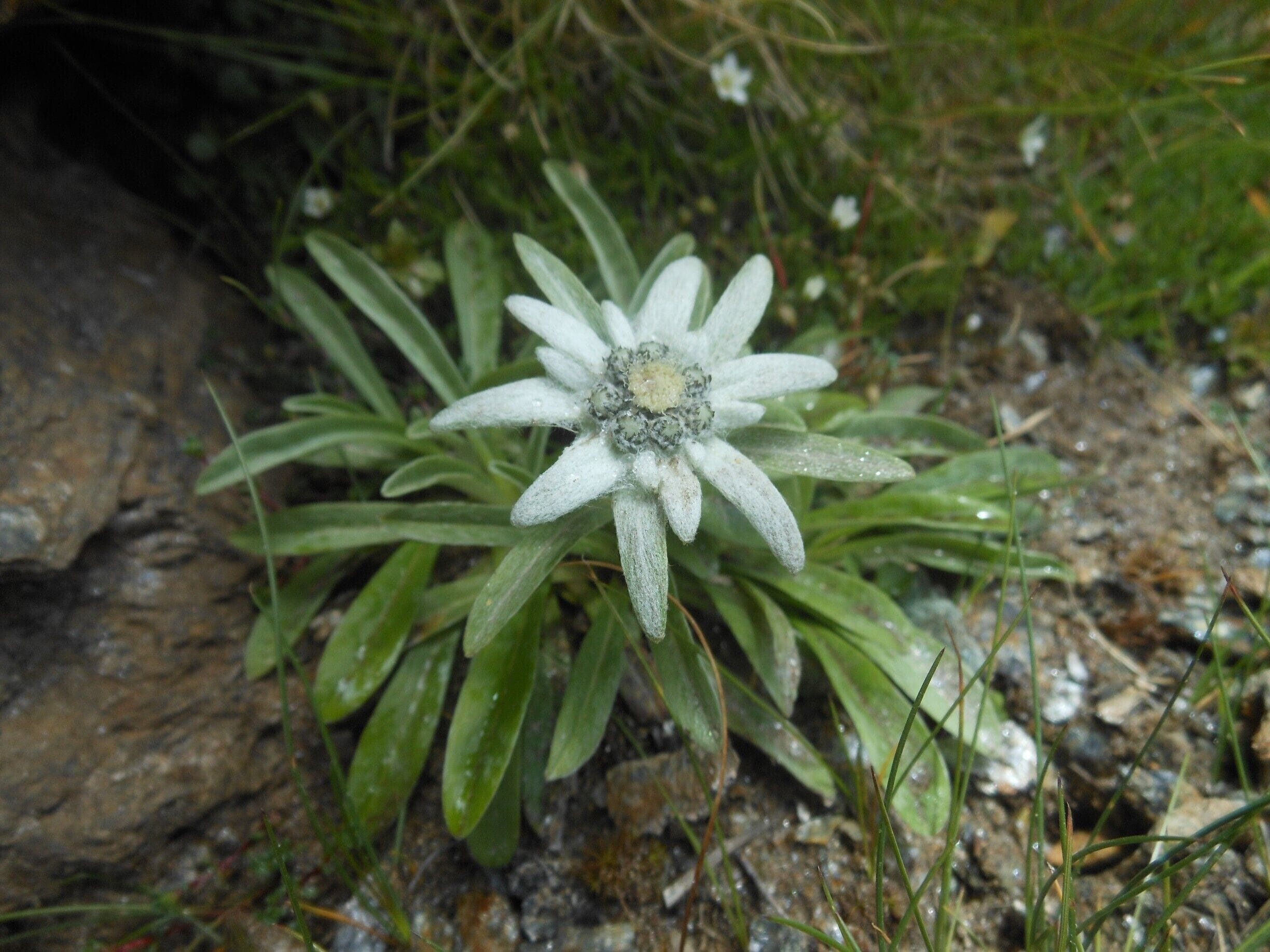 the mystic of the edelweiss