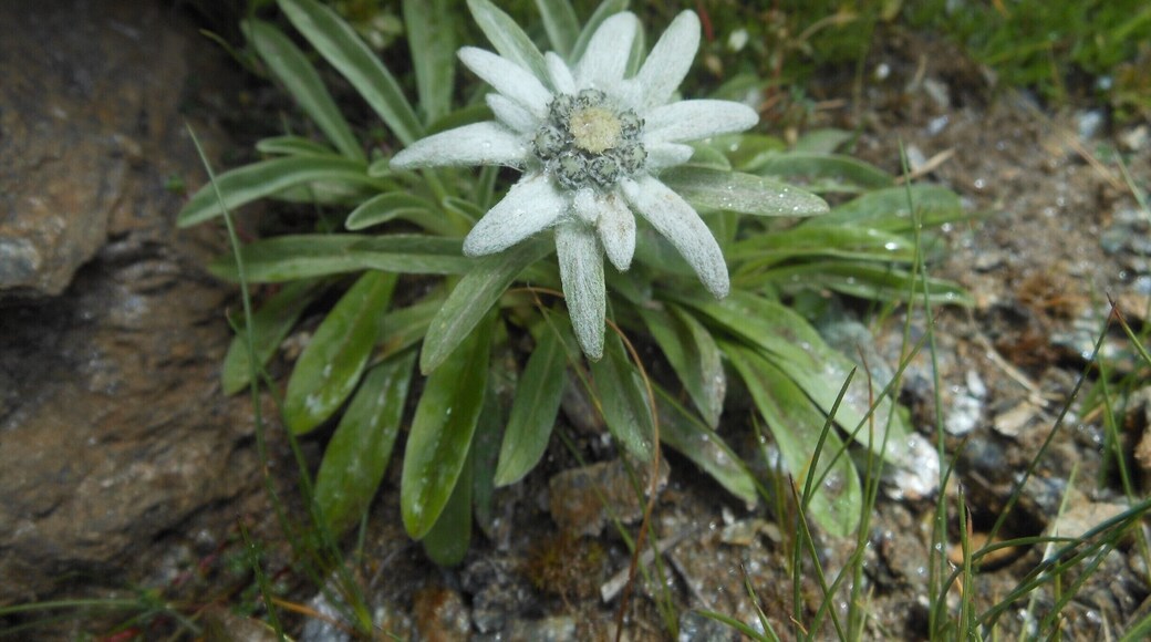 the mystic of the edelweiss