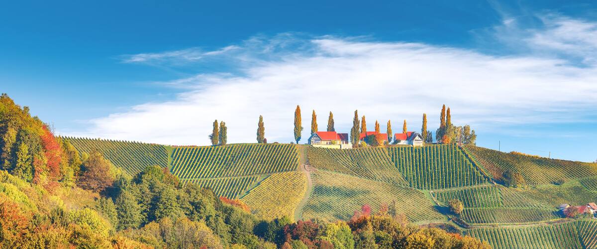 A vineyard with rows of grapevines on rolling hills, a few houses with red roofs, and tall trees in the background.