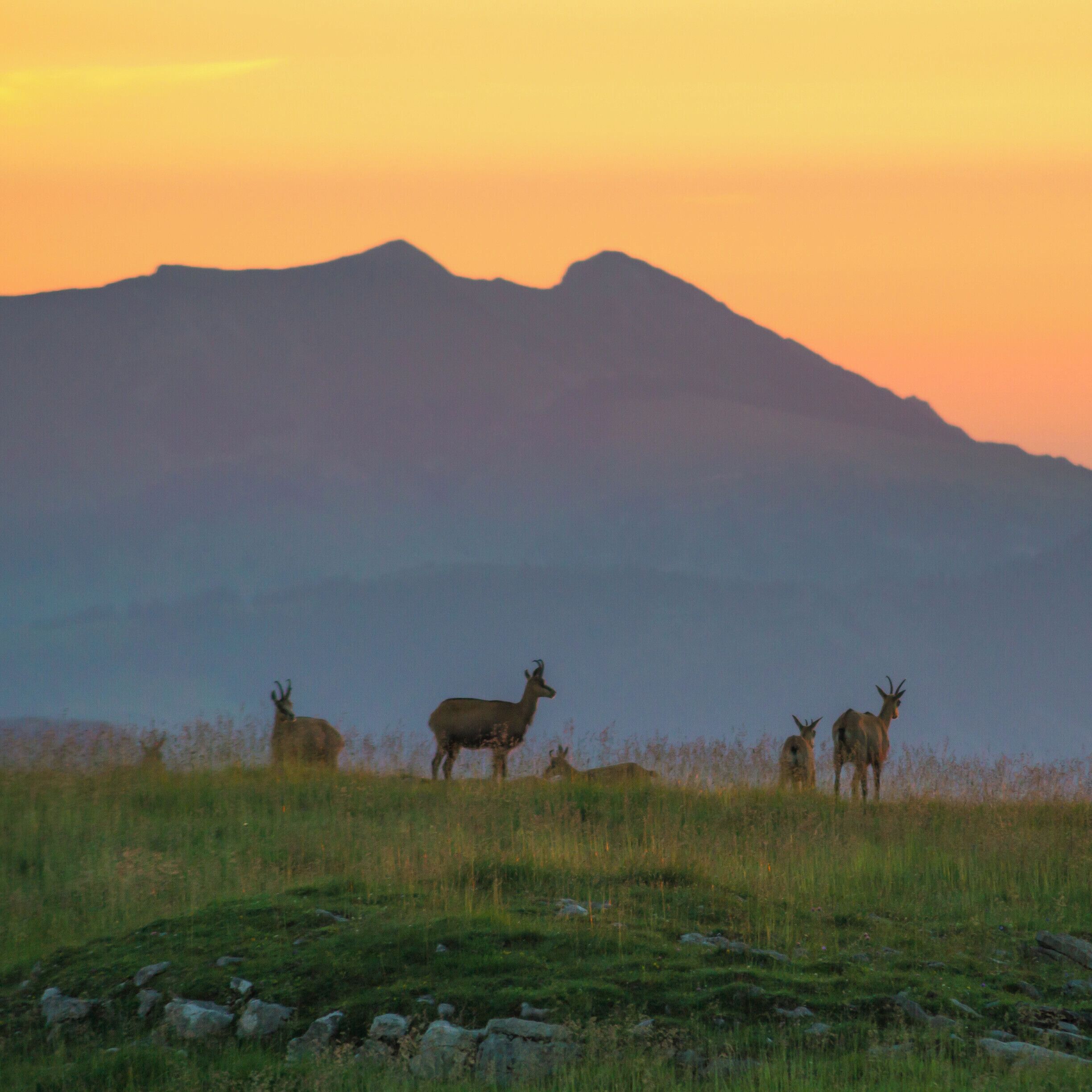We spent the night in the mountains and in the morning there was one big group of chamois standing in the light of the rising sun.

#wildlife
