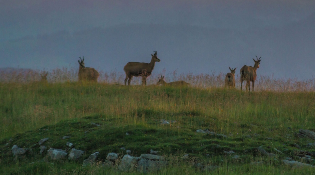 We spent the night in the mountains and in the morning there was one big group of chamois standing in the light of the rising sun.
#wildlife