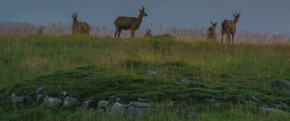 We spent the night in the mountains and in the morning there was one big group of chamois standing in the light of the rising sun.
#wildlife