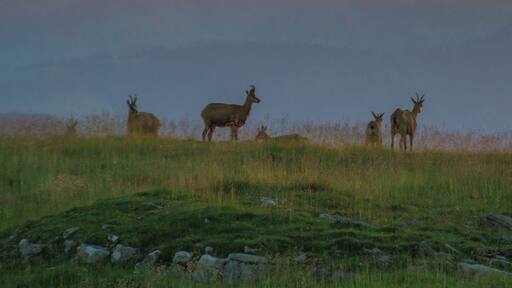 We spent the night in the mountains and in the morning there was one big group of chamois standing in the light of the rising sun.
#wildlife