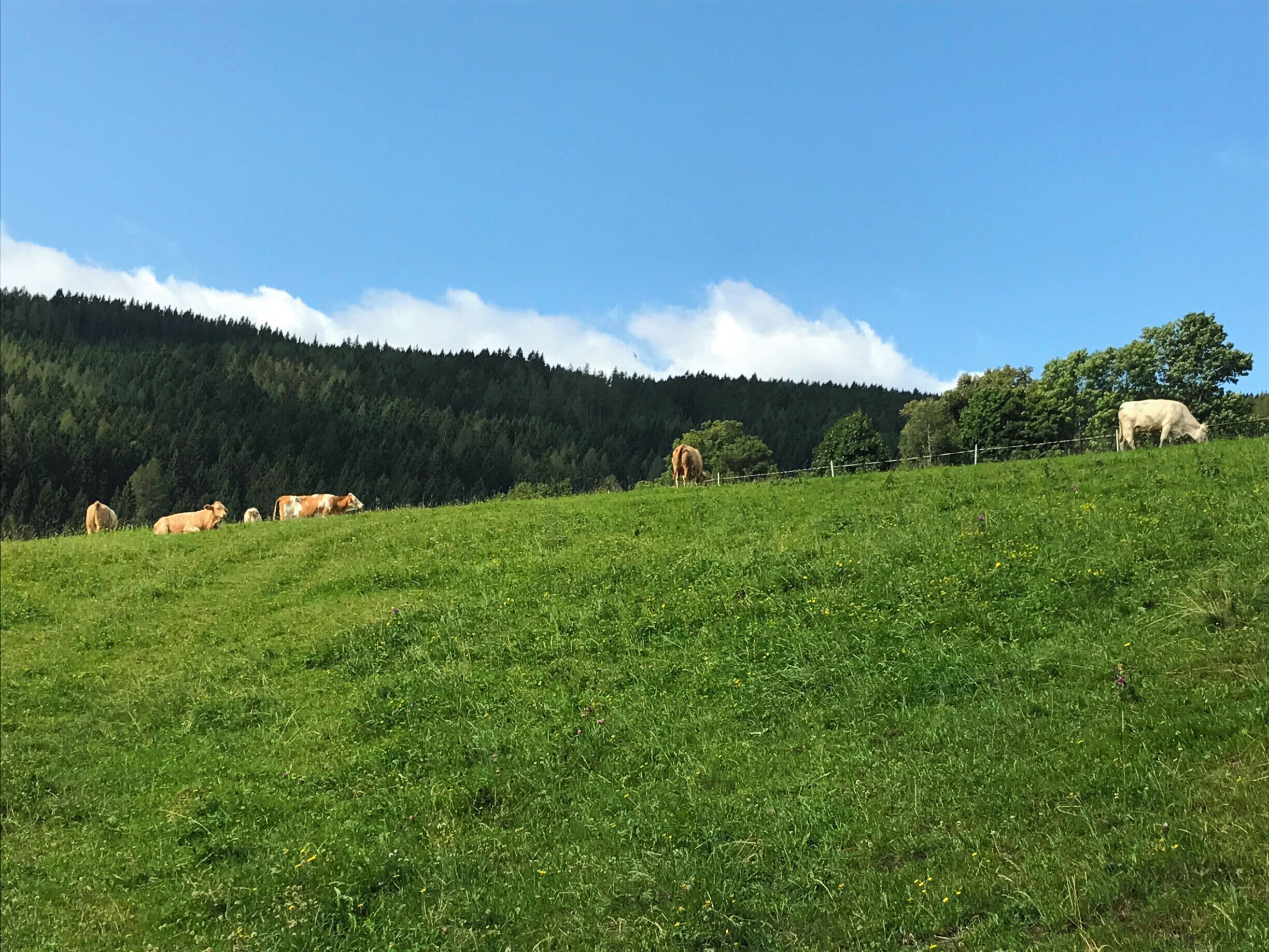 idyllic landscape near Mönichkirchen