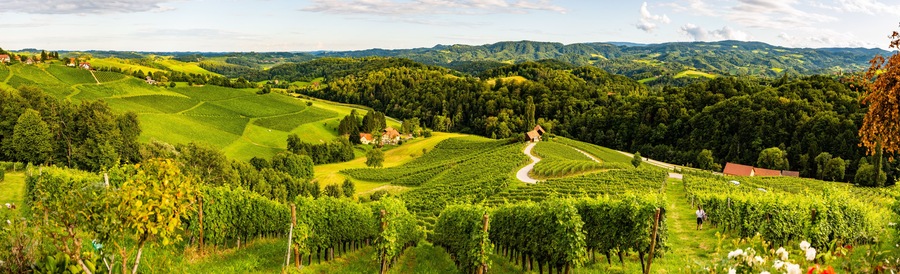 Panorama view of Vineyards in summer in Slovenia. Heart shaped road in Spicnik