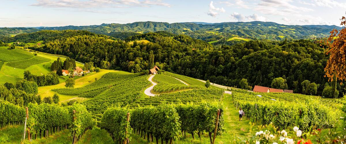A vineyard with rows of grapevines, rolling hills, and a winding path.