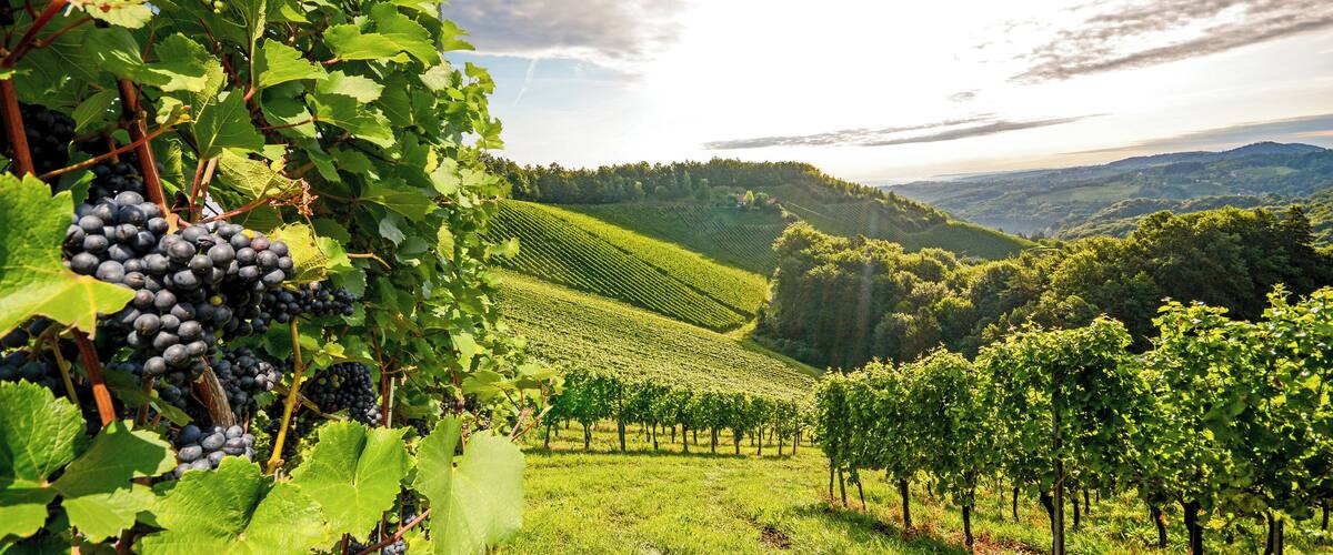 A vineyard with rows of grapevines and a hilly landscape in the background.