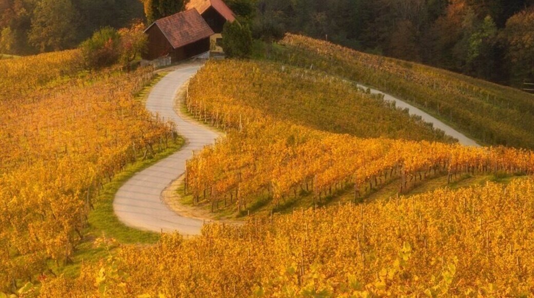Beautiful autumn morning in Slovenian Vineyard!
#greatoutdoors