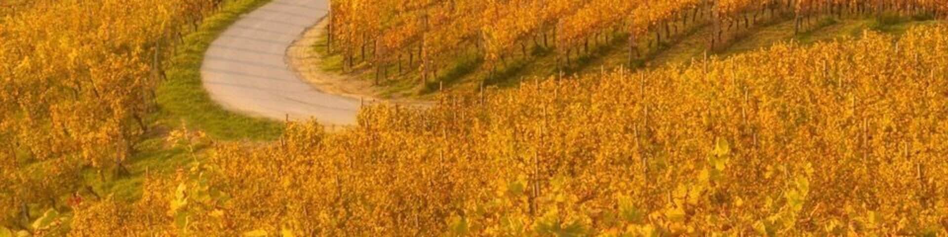 Beautiful autumn morning in Slovenian Vineyard!
#greatoutdoors