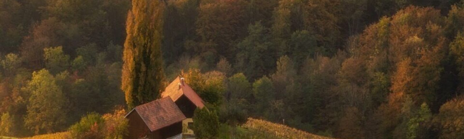 Beautiful autumn morning in Slovenian Vineyard!
#greatoutdoors