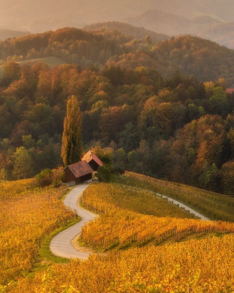 A vineyard with rows of grapevines and a winding path leading to a rustic building.