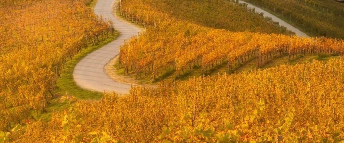 A vineyard with rows of grapevines and a winding path leading to a rustic building.