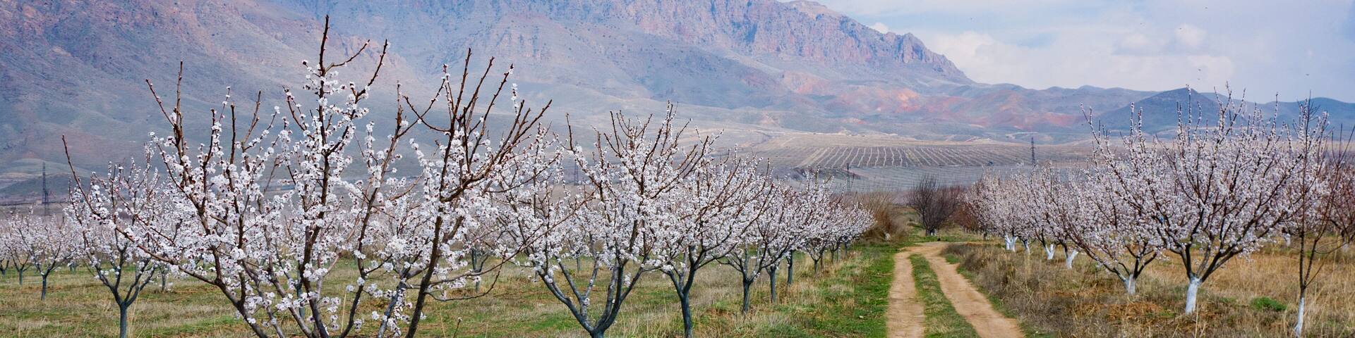 Apricot farm during sping season against Vayk mountain range, Vayots Dzor Province, Armenia