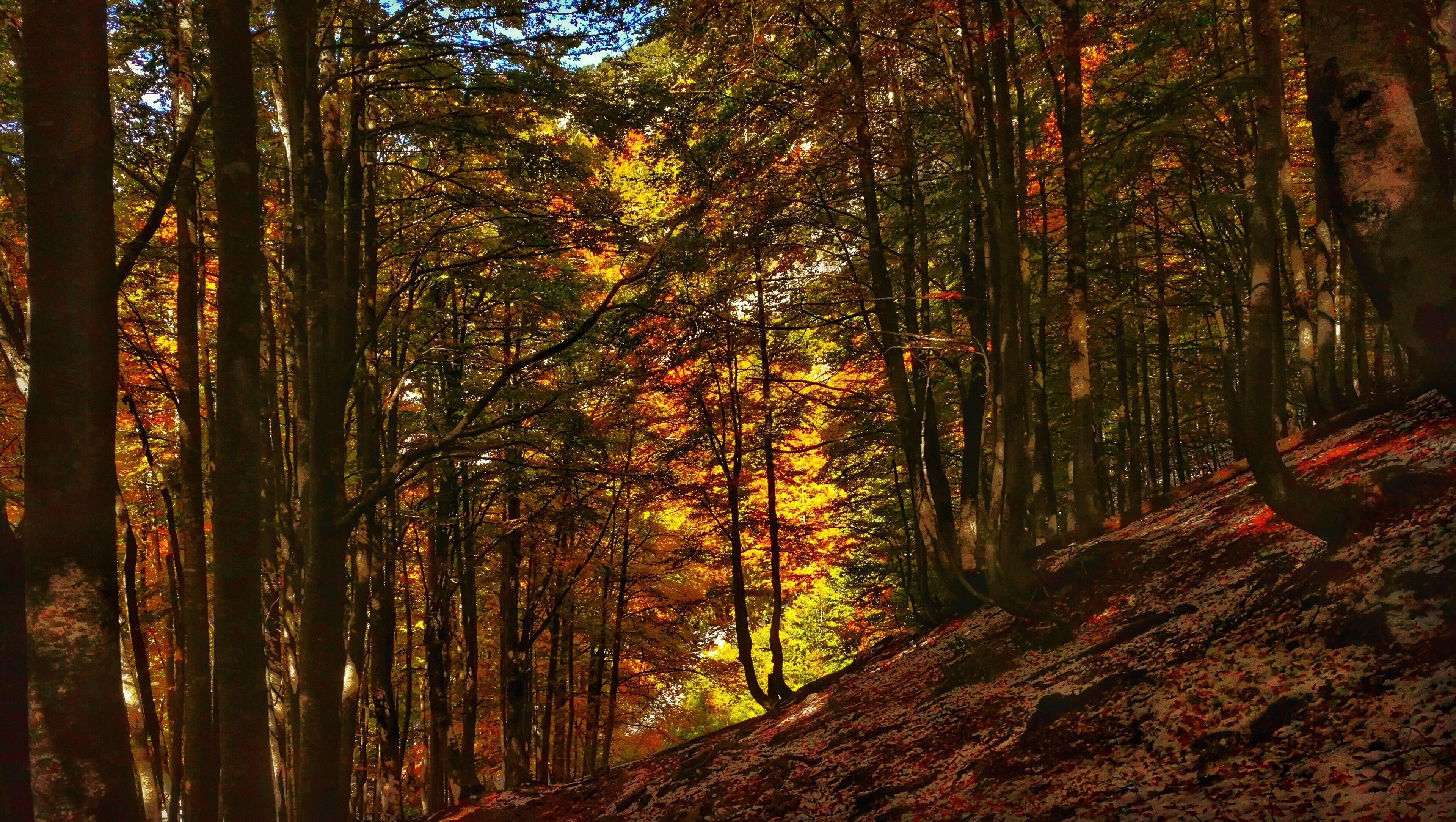 Beautiful #foliage after the first snow at one of the best kept secrets in Europe: Albanian alps. The one day hike from Theth to Valbona offers incredible views over the mountain valleys forests and rivers #autumn #Albania #LifeAtExpediaGroup