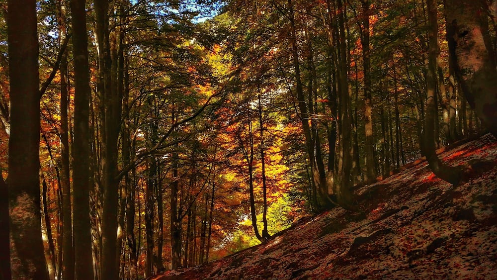 Beautiful #foliage after the first snow at one of the best kept secrets in Europe: Albanian alps. The one day hike from Theth to Valbona offers incredible views over the mountain valleys forests and rivers #autumn #Albania #LifeAtExpediaGroup