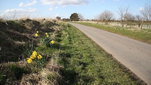 Horncastle Hill Roadside daffodils on Horncastle Hill
