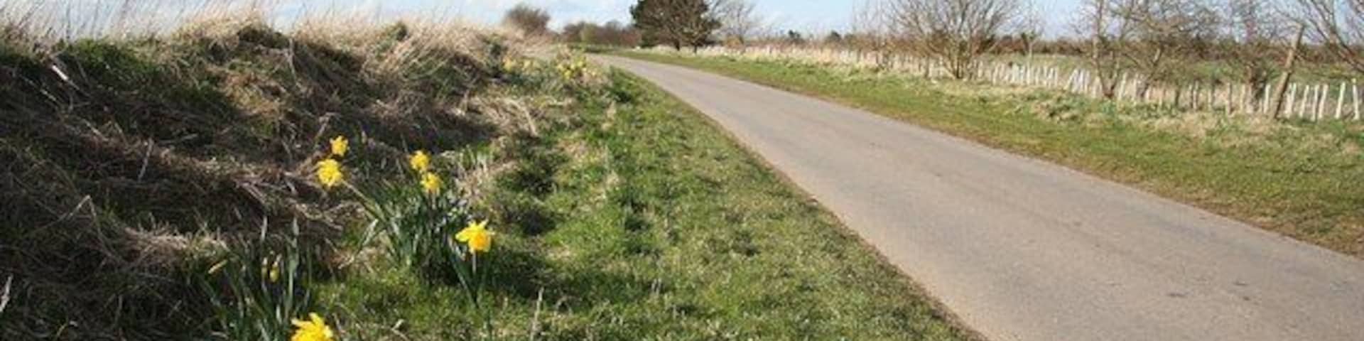 Horncastle Hill Roadside daffodils on Horncastle Hill