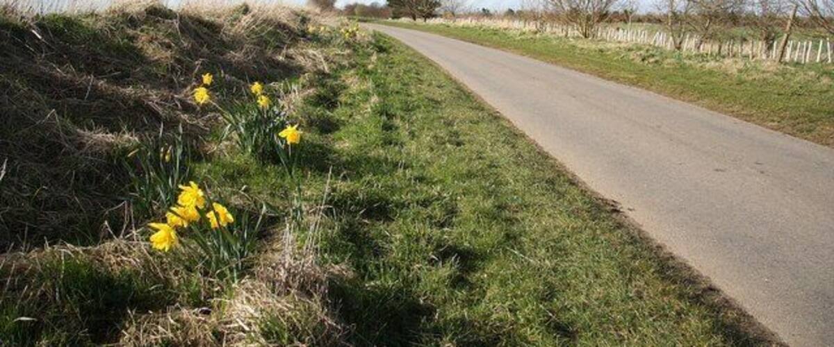 A rural road with yellow daffodils and a clear sky.