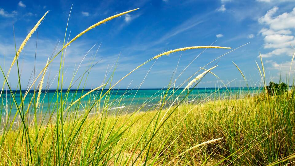 A beach with tall grass and a clear blue sky.
