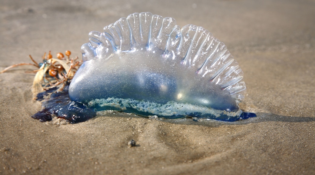 Jellyfish, Jamaica Beach, Galveston Island, Texas, USA