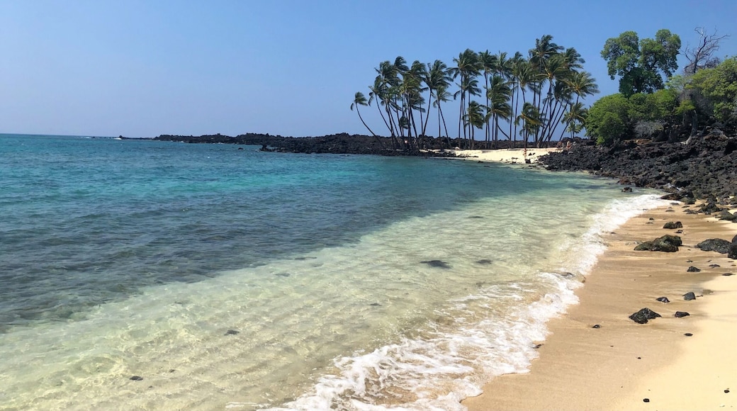 We discovered this serene little beach last month. After turning off the highway there is a 2 mile drive over rocky unpaved terrain, but if you take it slow any kind of car should be able to traverse it. Our compact rental car did great. There is a parking area, and then a trail through the lava fields to the beach (less than a ten minute walk). There’s plenty of tree cover providing natural shade if you don’t feel like taking an umbrella. We saw dozens of turtles bobbing around in the water and the rocky bay provides great snorkeling opportunities. In our 4 days on the big island this was by far my favorite beach #lifeatexpedia
#beachtips