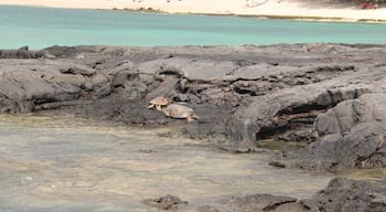 After a very bad road of 2 miles in between lava fields, you get tovthid amazing black sand beach, with nearly no-one, just a few turtles 🐢
