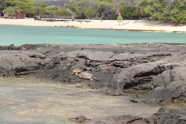 After a very bad road of 2 miles in between lava fields, you get tovthid amazing black sand beach, with nearly no-one, just a few turtles 🐢