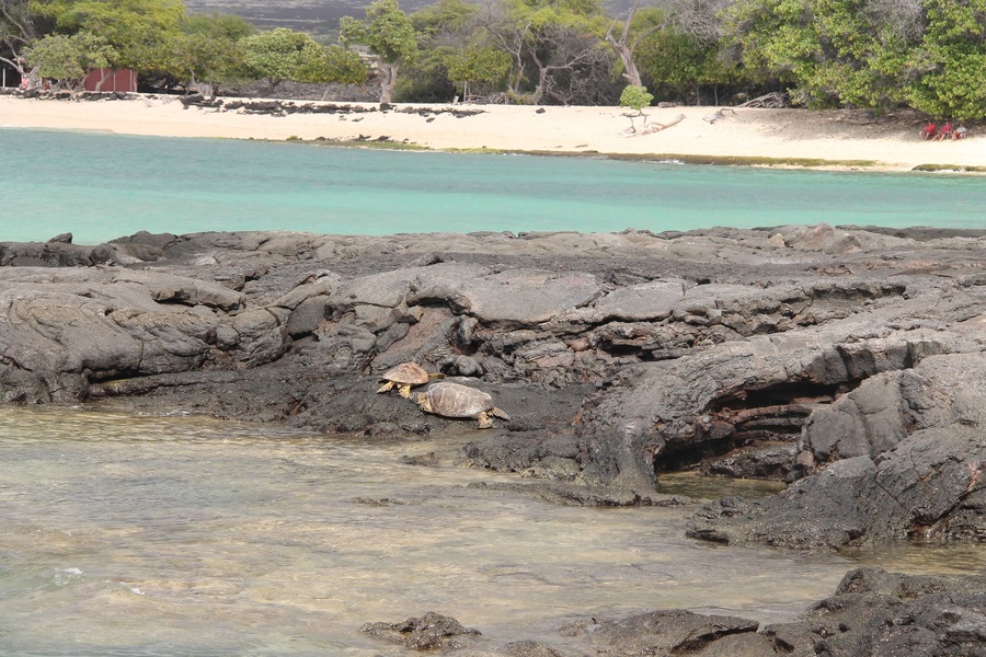 After a very bad road of 2 miles in between lava fields, you get tovthid amazing black sand beach, with nearly no-one, just a few turtles 🐢