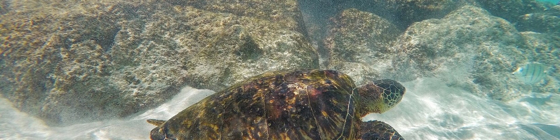 A sea turtle swimming near rocky underwater terrain.