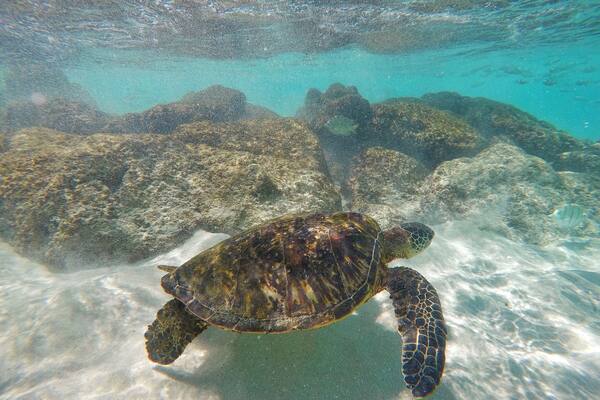 Turtle in Hawai'i.
Really nice beach to hang out, white sand and clear water!
