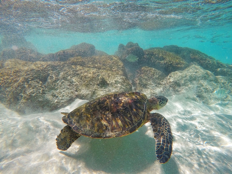 A sea turtle swimming near rocky underwater terrain.