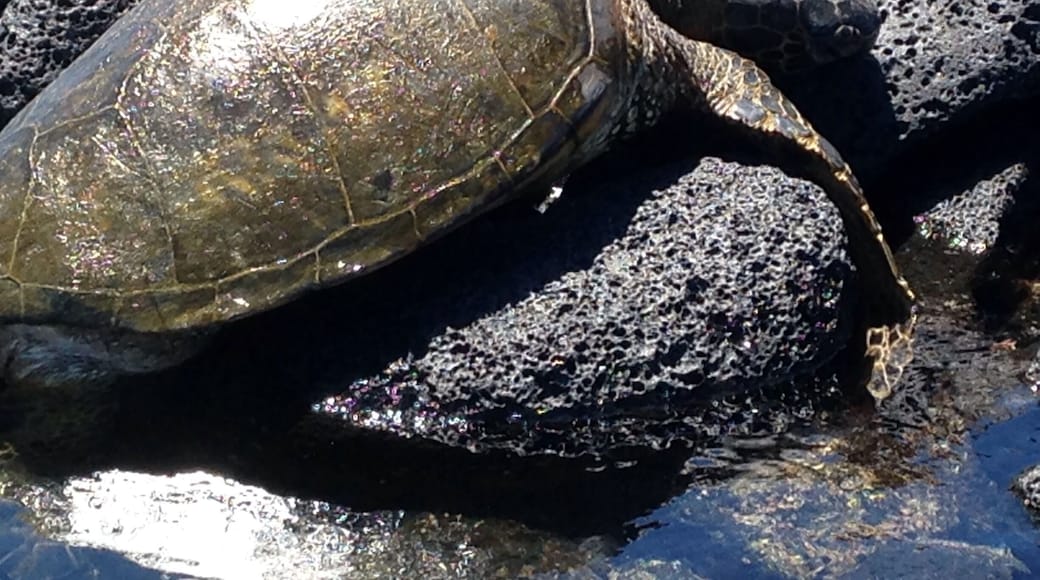 Terri and I went swimming with Honu
or turtle which is a protected species in Hawaii. Coral was good but got to about 2 dozen Honu in the open and sheltered waters. Awesome blue waters and skies in Kona today.