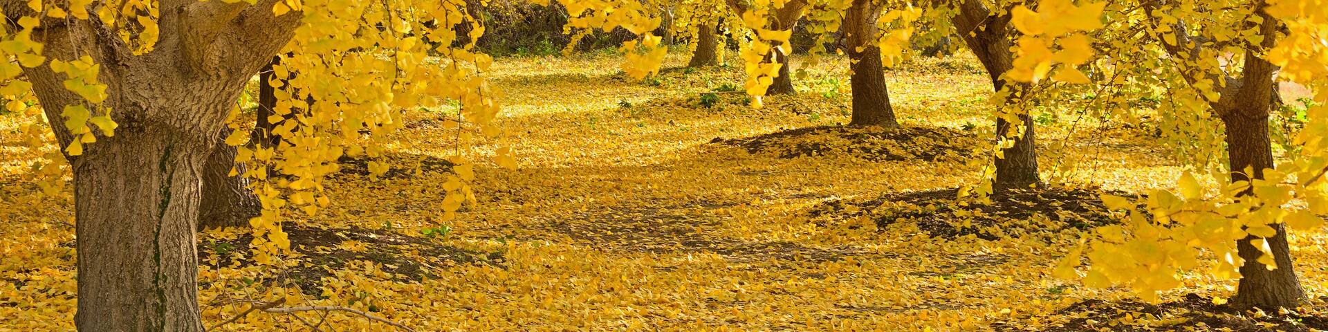 A grove of trees with yellow leaves.