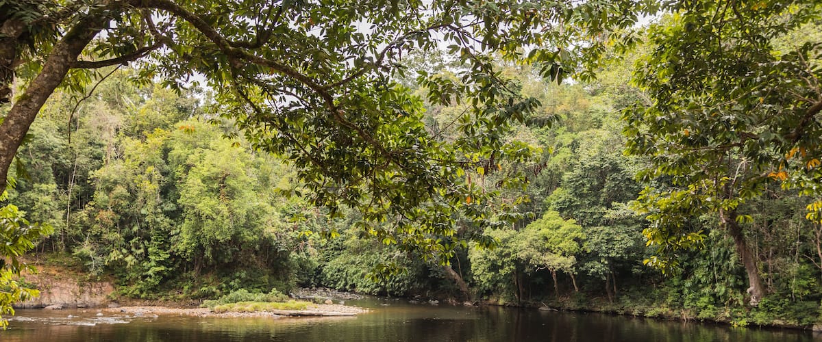 A calm river with a canoe docked on the shore, surrounded by dense green forest.